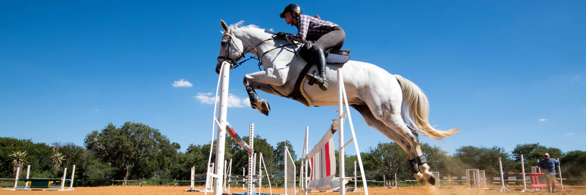 Equilixir horses